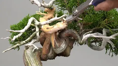 真柏のジン作り