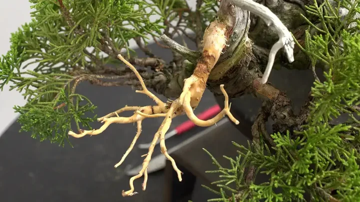 石付き盆栽 #2 小品真柏のジン作り