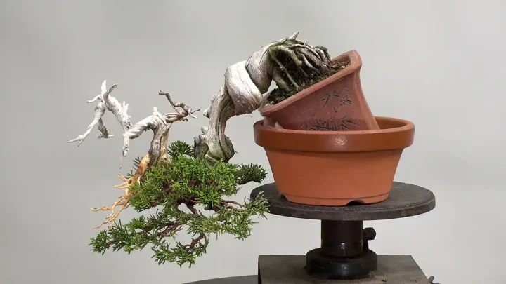 石付き盆栽 #3 小品真柏 針金掛け