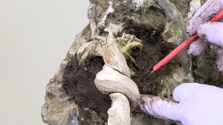 石付き盆栽 #4 根捌きとケト土入れ