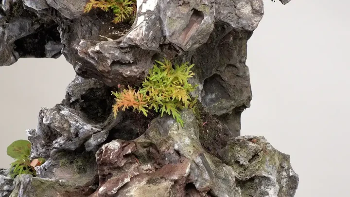 石付き盆栽 #5 苔張と草物の固定