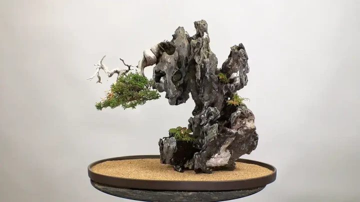 石付き盆栽 #6 飾り方