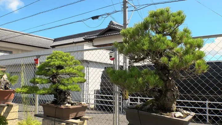 盆栽の種類や樹形