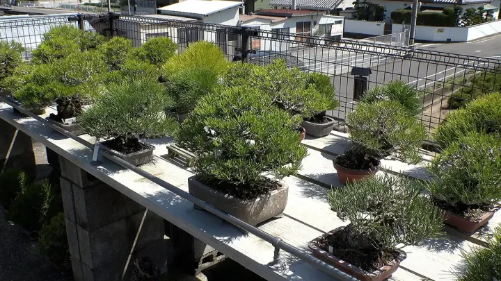 盆栽選びのポイント / 基礎管理について