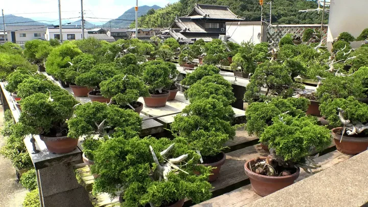 小品盆栽の置き場所