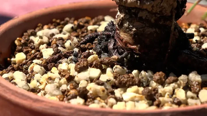 水やりの頻度と必要性