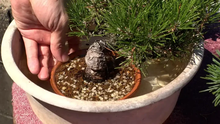 健康状態の確認方法