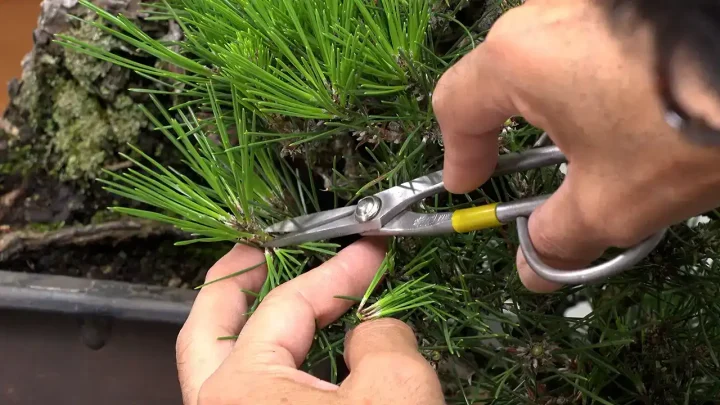 芽切り / 芽摘み