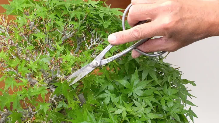 モミジの葉刈り