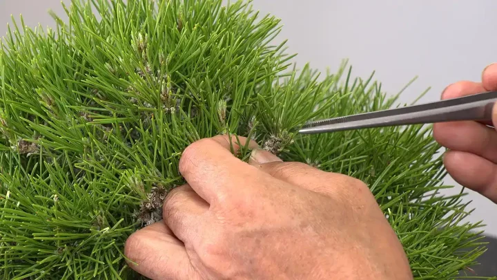 黒松の葉透かし