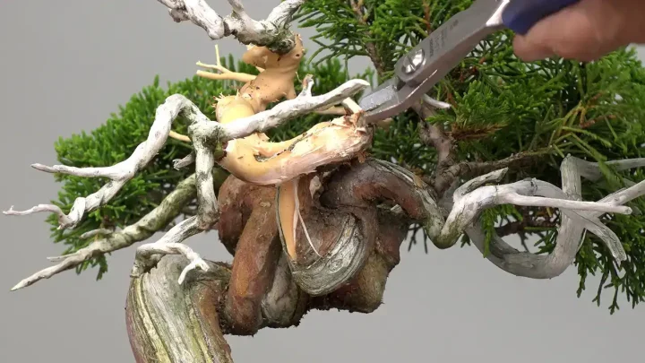 真柏のジン作り