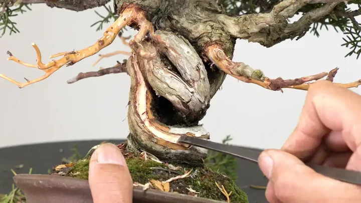 真柏のシャリ作り