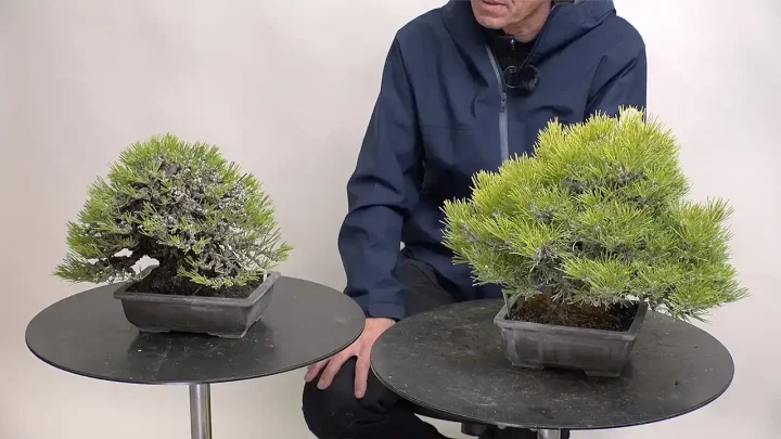 針金掛けの理由