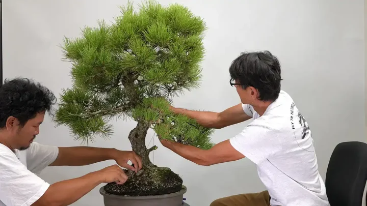 赤松 / 大品黒松の一の枝作り