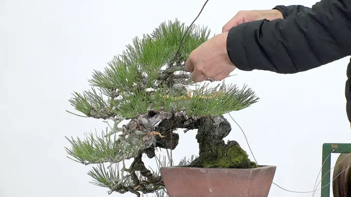 赤松の頭の作り方 / 考え方