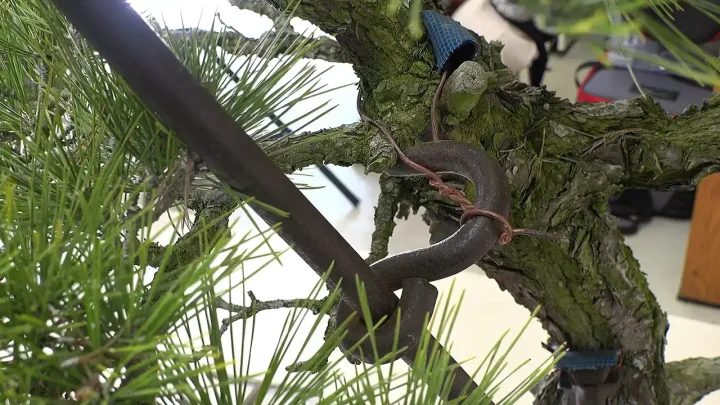 大品黒松の幹曲げ実践