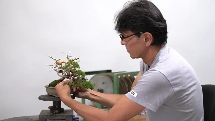 小品真柏の改作