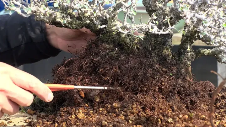 根捌き / 根切り