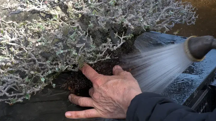 表面の掃除 / 根洗い