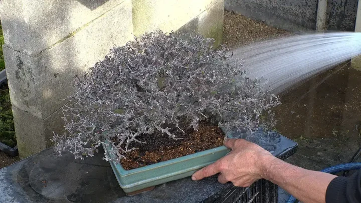 植え替え直後の水やり