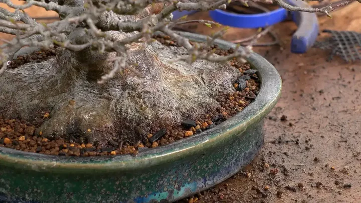 植え替え後の注意点