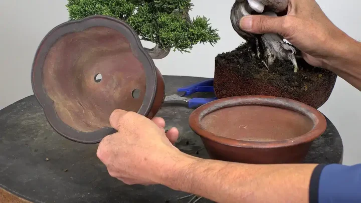 展示会に向けた主木の鉢選びと植え替え作業