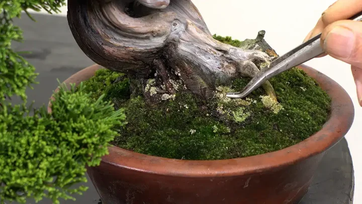 苔を貼る目的と影響