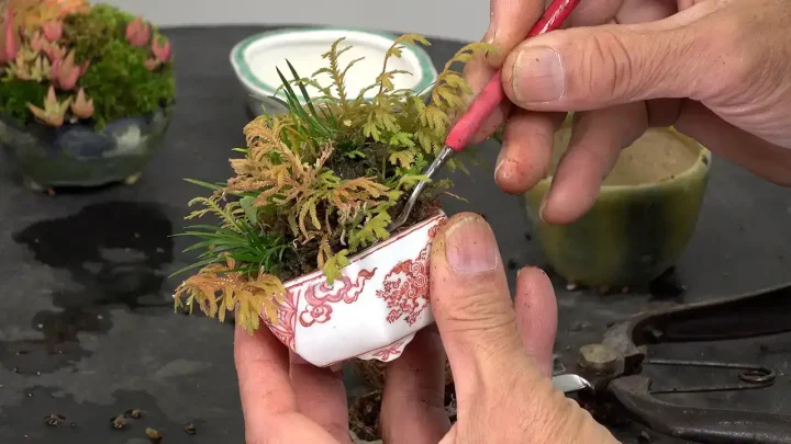 草物の植え替え