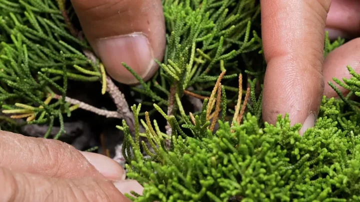 真柏の葉透かし