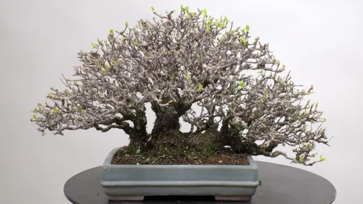 タチバナモドキの葉刈り