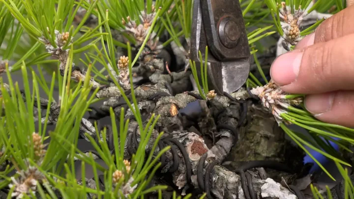 針金の外し方 / タイミング