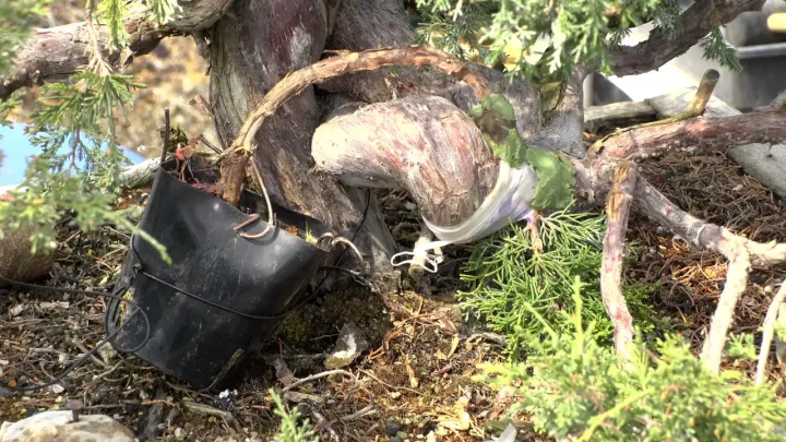 真柏の呼び接ぎ