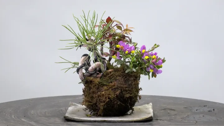 黒松 / ナンテン / トキワヒメハギの苔玉作り