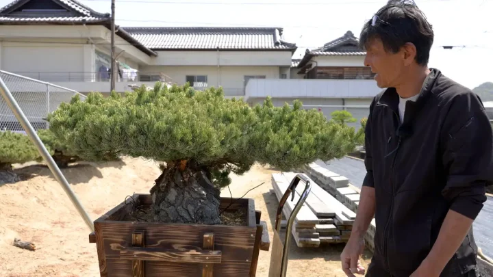 五葉松の鉢上げ