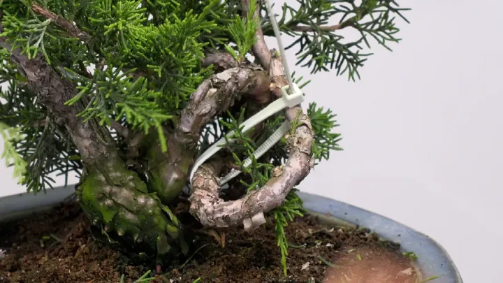 真柏の骨格作り