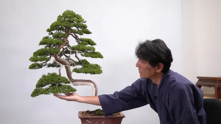 真柏の展示会前の葉組み