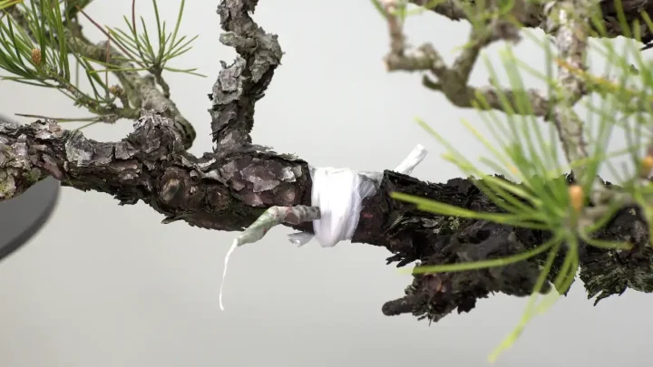 大品黒松の接ぎ木