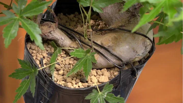 モミジの取り木