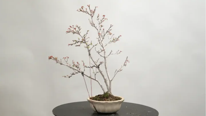 ナルトカエデの剪定と針金掛け