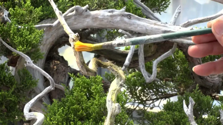 国風展への道 #1 真柏の幹洗い / 硫黄合剤