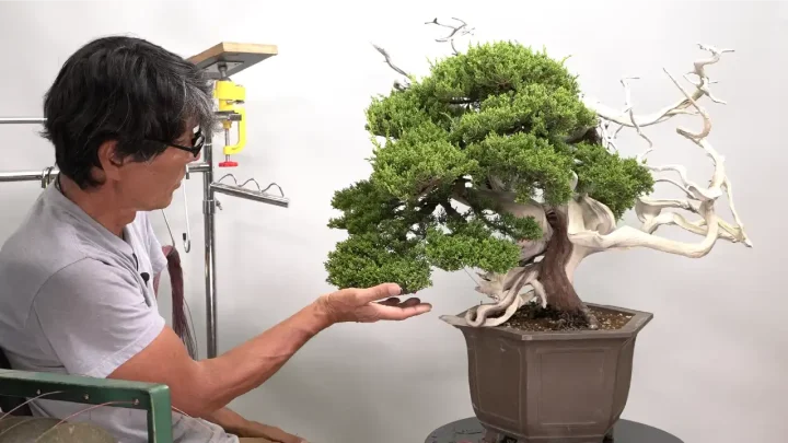 国風展への道 #2 真柏の一の枝の整姿作業