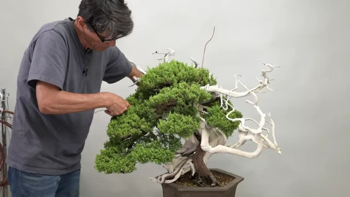 国風展への道 #3 真柏の中間部の整姿作業