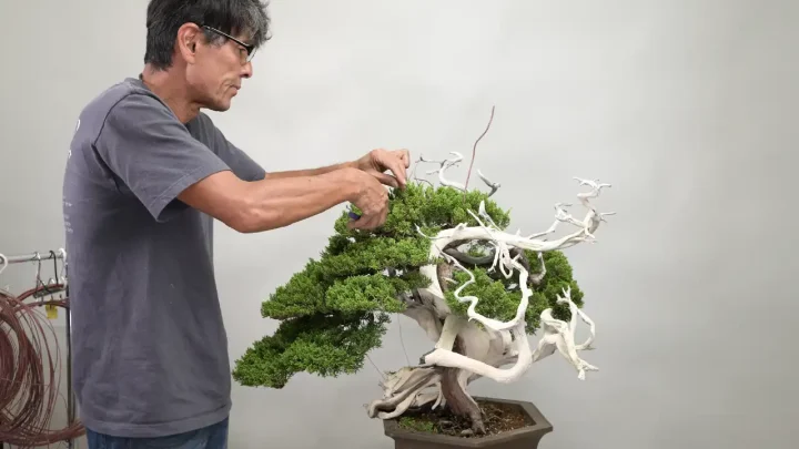 国風展への道 #4 真柏の頭の枝の整姿作業