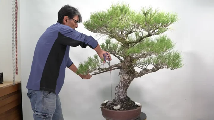 大品黒松の幹曲げ #1 鉄筋を使った幹曲げ