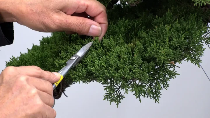 国風展への道 #5 真柏の棚の揃え方