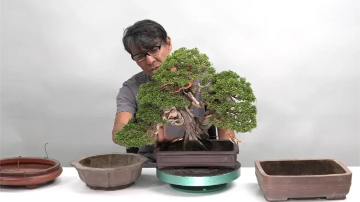 双幹樹形の鉢合わせと植え替え#1