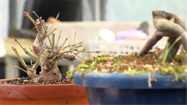 モミジの取り木 #2 分離と植え替え